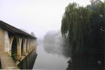 Chablis im Nebel