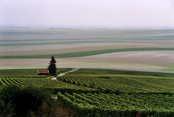 Weinberge der Champagne