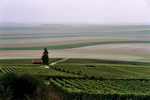 Weinberge in der Champagne