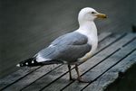 Möwe am Petrikirchplatz