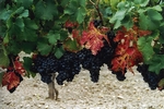 Weintrauben im Médoc