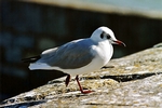 Möwe