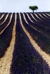Route des Lavandes