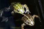 Grenouilles
