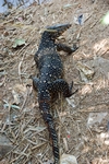 Wasserwaran