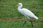 Reiher