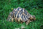 Schildkröte