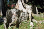 Botanischer Garten Peradeniya
