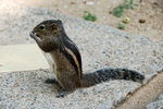 Streifenhörnchen