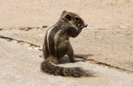 Streifenhörnchen