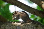 Streifenhörnchen