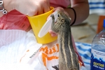 Streifenhörnchen