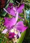 Botanischer Garten Peradeniya