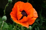 Mohn